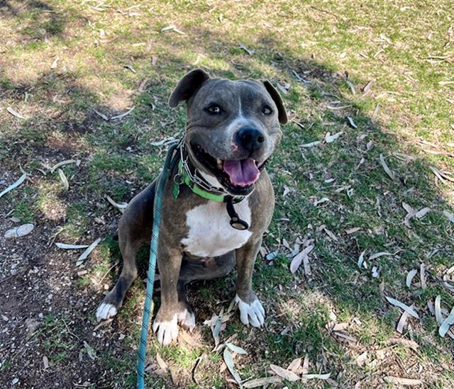 OLIVE*, an adoptable Pit Bull Terrier in Tucson, AZ, 85745 | Photo Image 1