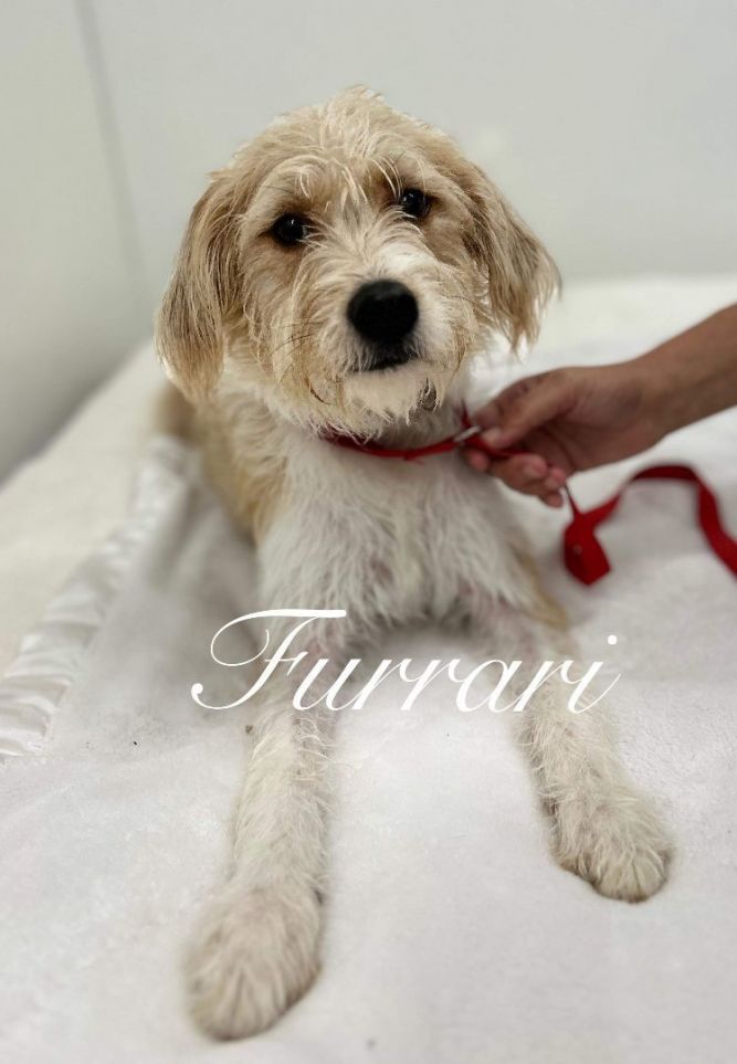 Furrari