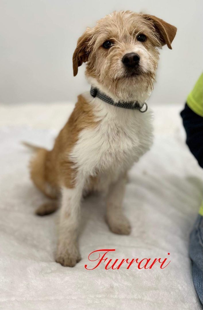 Furrari, an adoptable Wirehaired Terrier Mix in Jacksonville, IL_image-2