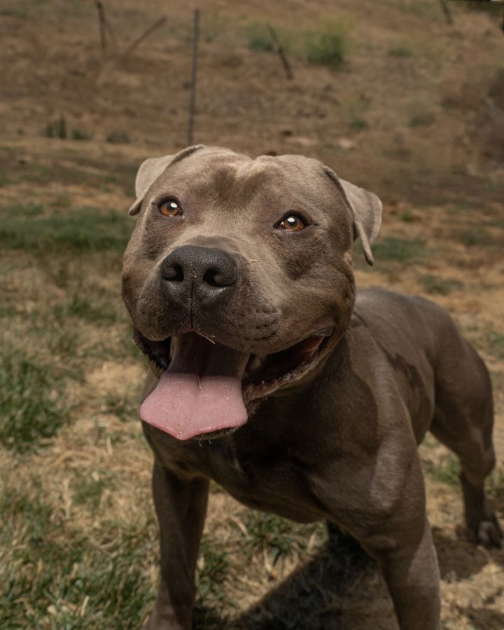 Rhett, an adoptable Staffordshire Bull Terrier in Tacoma, WA_image-5