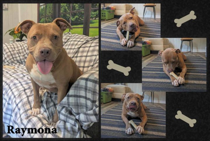 Raymona, an adoptable Pit Bull Terrier & American Bulldog Mix in Ozark, AL_image-2