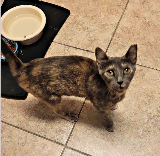 Petunia, an adoptable Dilute Tortoiseshell Mix in Cantonment, FL_image-2