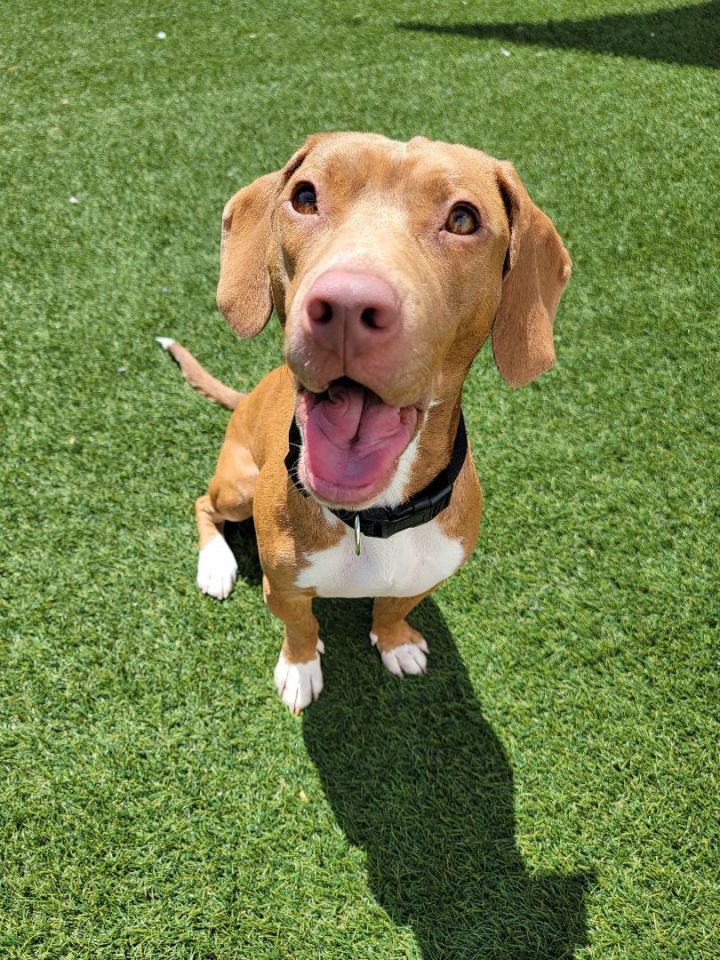 Tobi 2