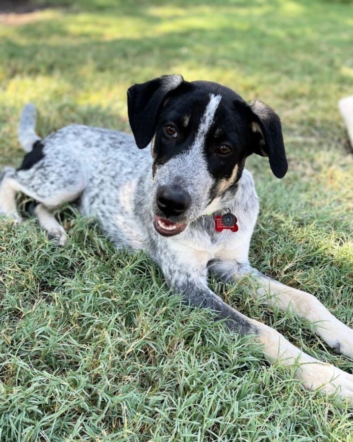 Hunter, an adoptable Australian Cattle Dog / Blue Heeler in Frisco, TX_image-3