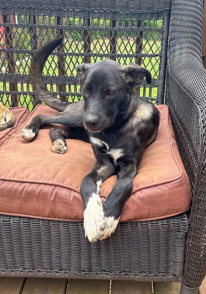 Ava, an adoptable Shepherd & Border Collie Mix in Barnesville, GA_image-1
