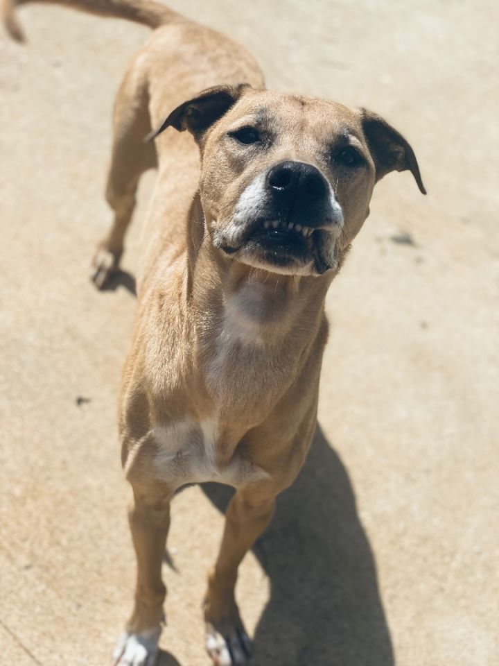 Abbey, an adoptable Black Mouth Cur Mix in Auburn, AL_image-1