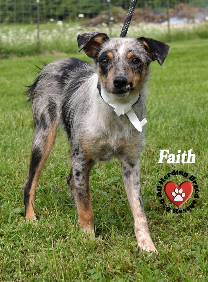 Faith, an adoptable Australian Shepherd Mix in Joliet, IL_image-2