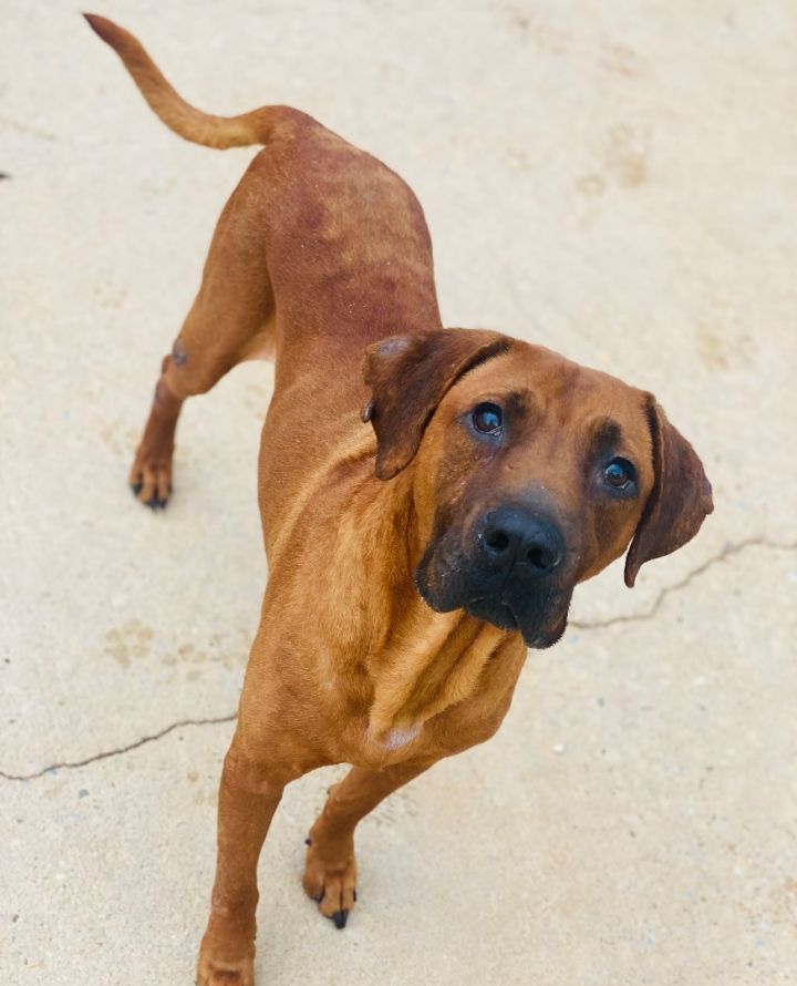 Nigel, an adoptable Black and Tan Coonhound Mix in Auburn, AL_image-1