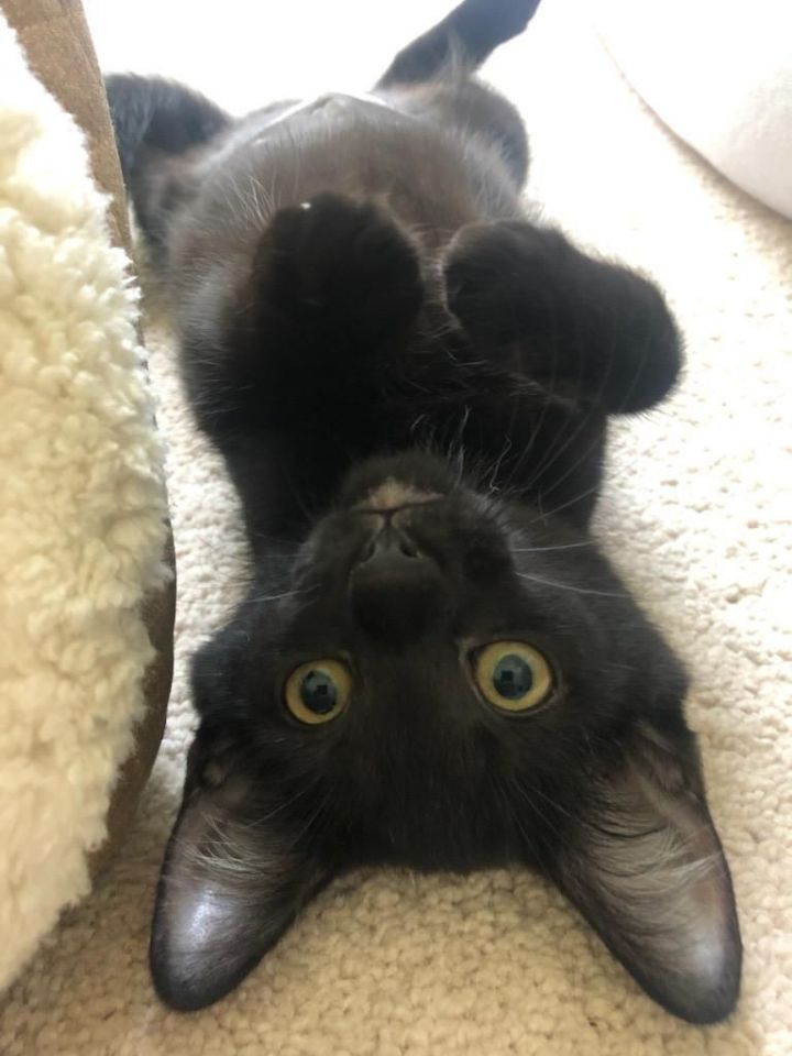 Stella 1