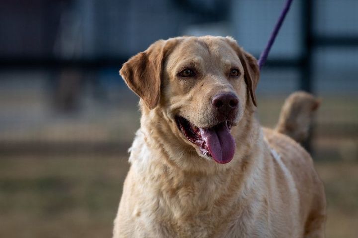 Chesapeake bay retriever sales mix