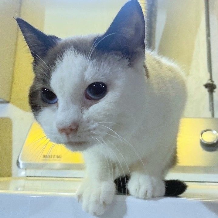 Loras, an adoptable Snowshoe, Siamese in Fairborn, OH, 45324 | Photo Image 1