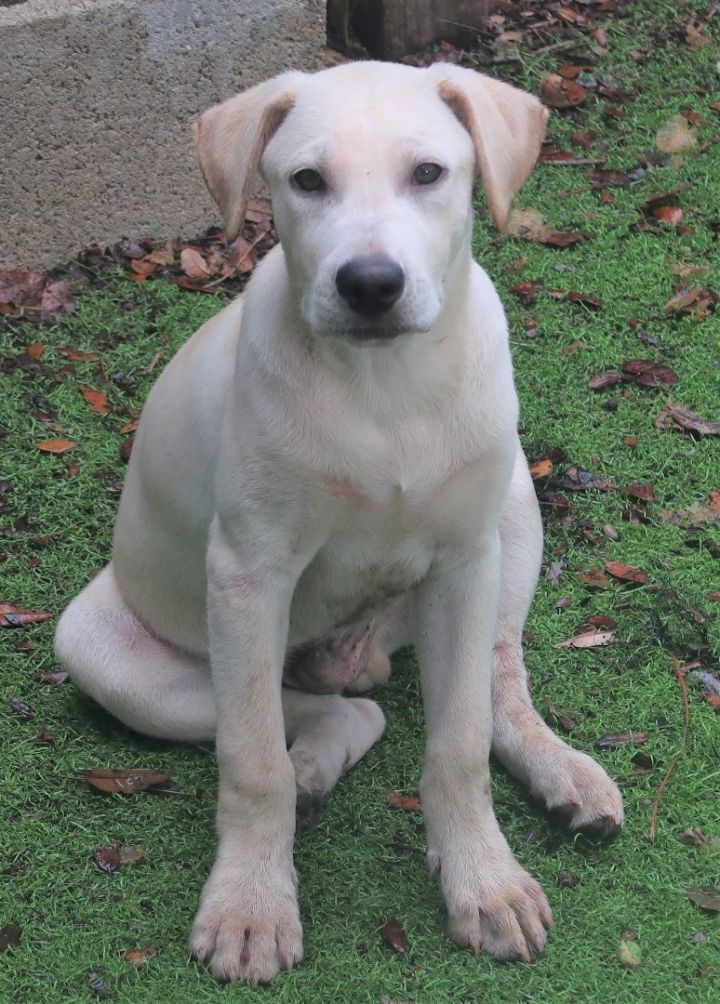 Petfinder hot sale labrador retriever