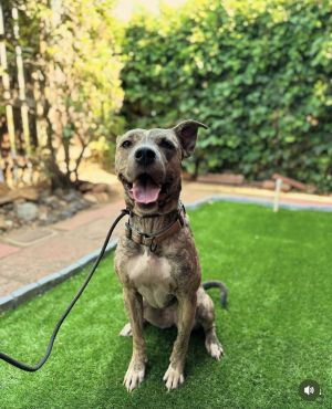 Coconut, Adult Female Labrador Retriever