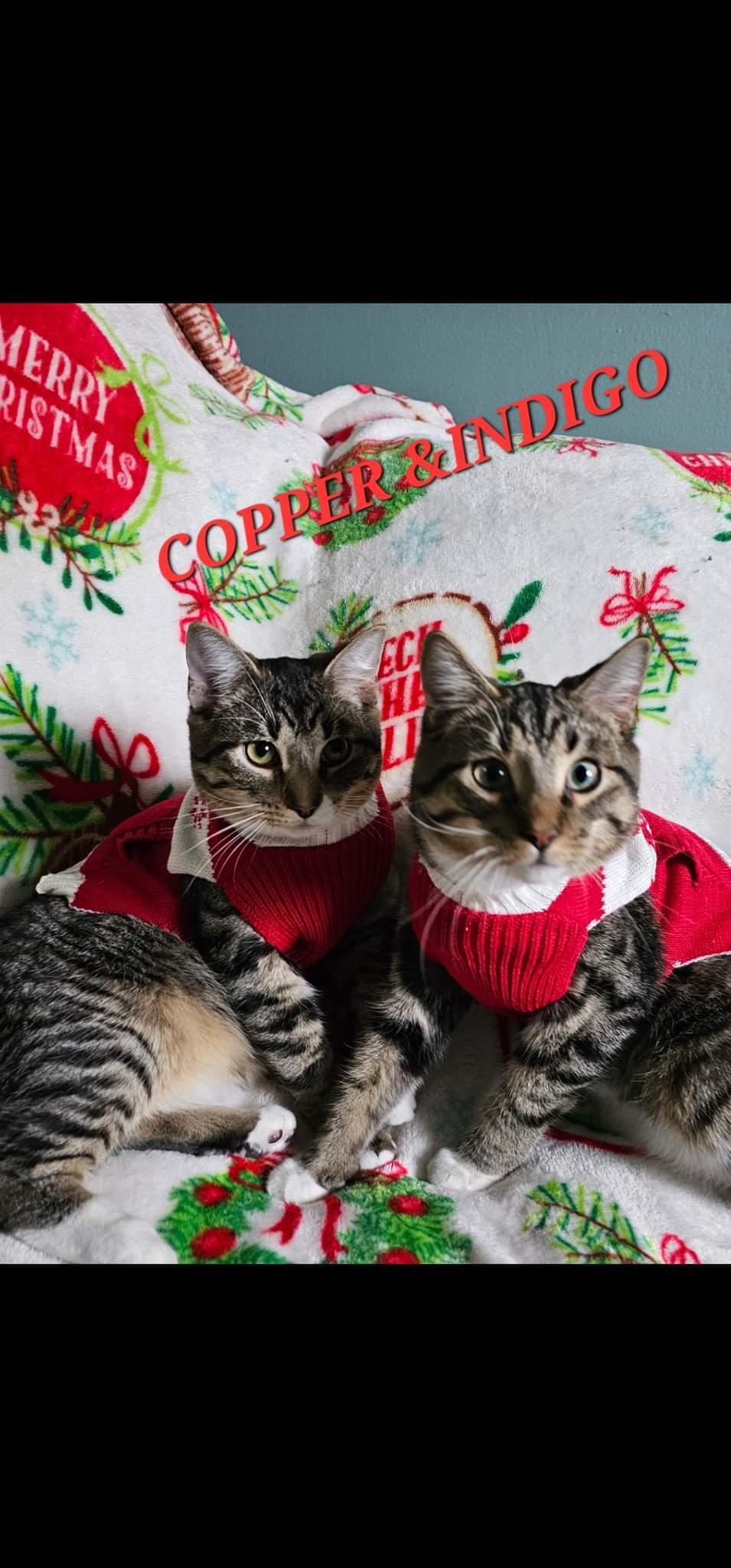 Indigo and Copper, an adoptable Domestic Short Hair in Marine City, MI, 48039 | Photo Image 1