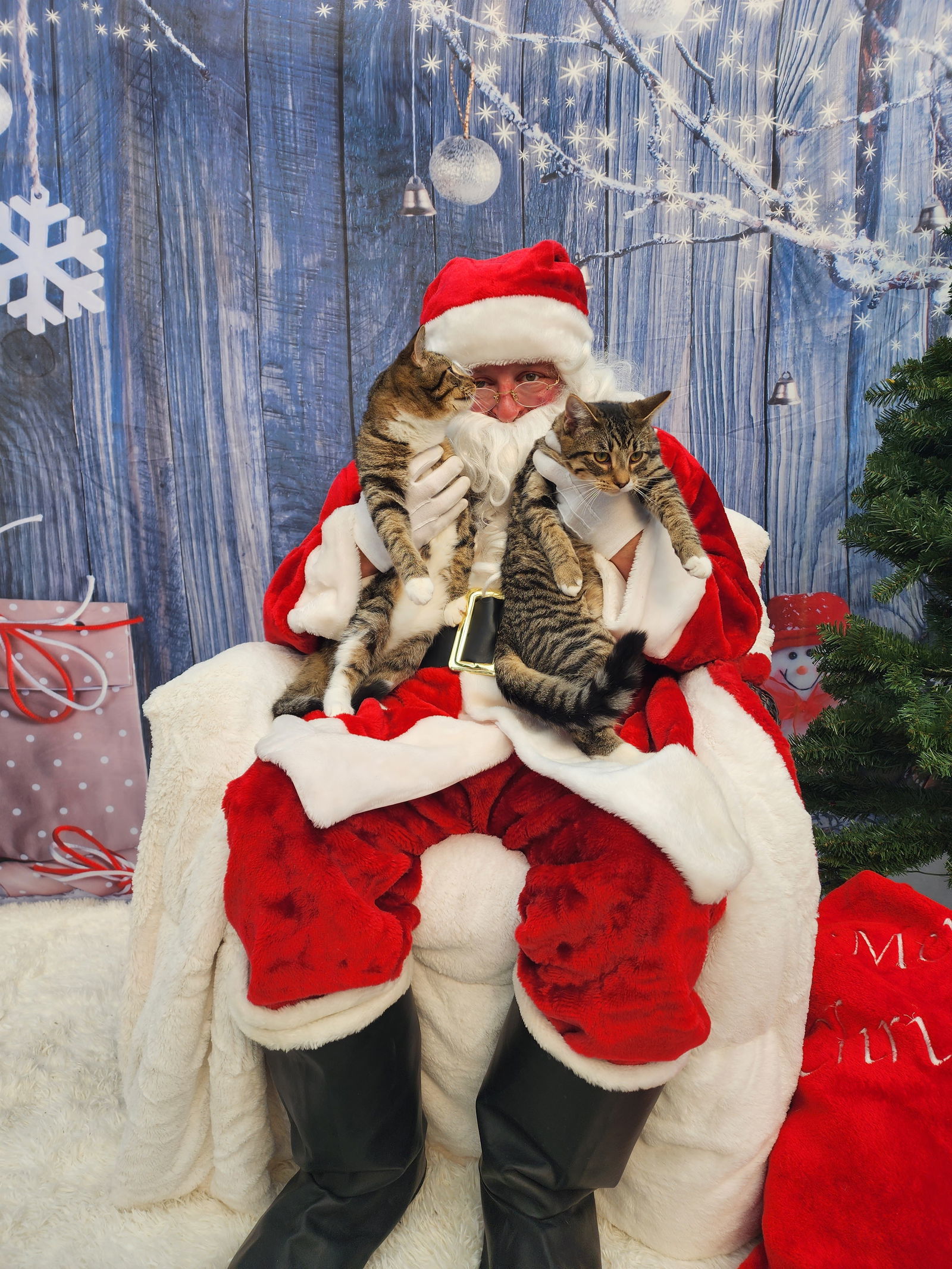 Indigo and Copper, an adoptable Domestic Short Hair in Marine City, MI, 48039 | Photo Image 2