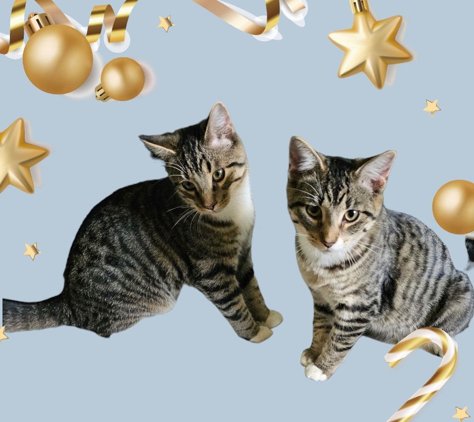 Indigo and Copper, an adoptable Domestic Short Hair in Marine City, MI, 48039 | Photo Image 3