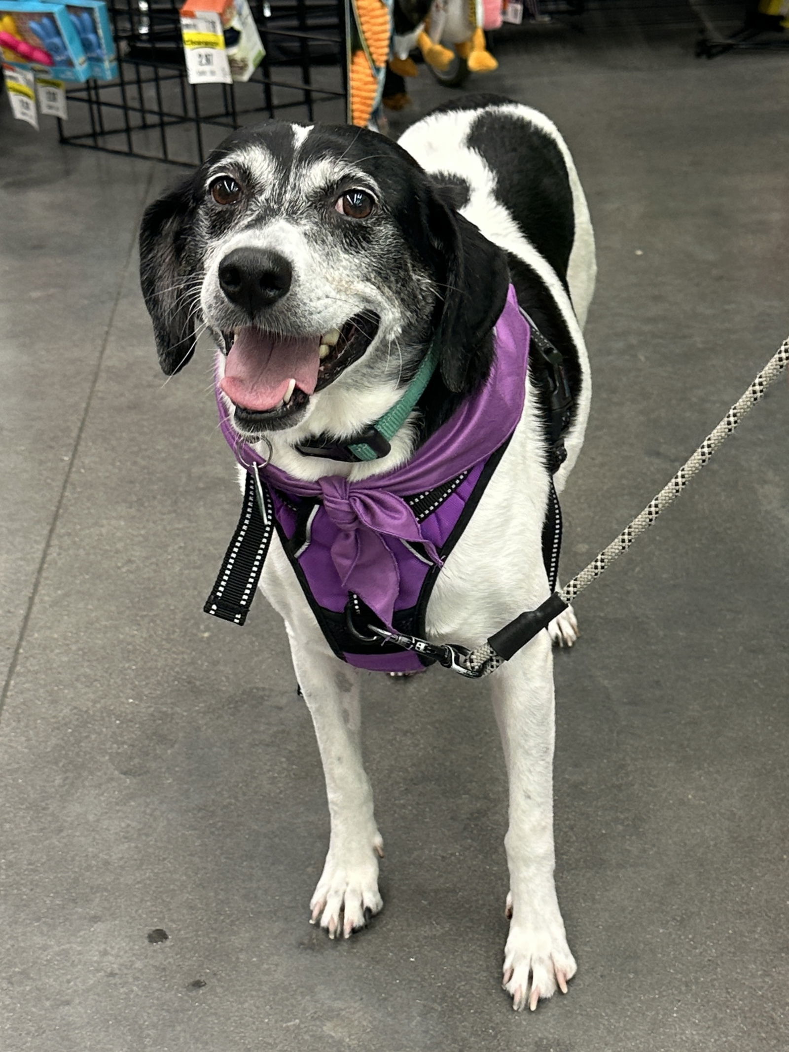 Sadie *I need a 6 foot fence or invisible fence*, an adoptable Beagle, Pointer in Crystal, MN, 55428 | Photo Image 1