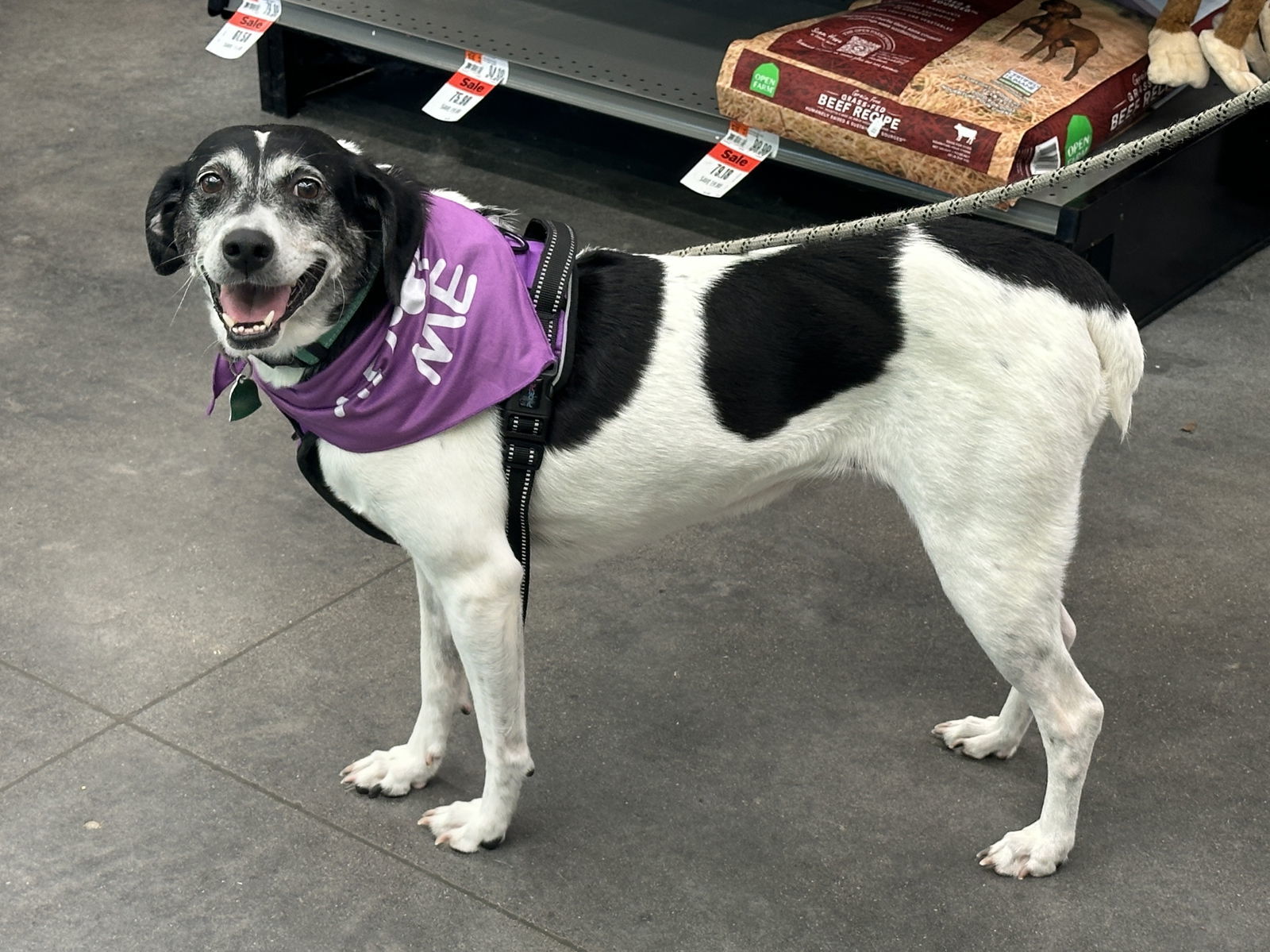 Sadie *I need a 6 foot fence or invisible fence*, an adoptable Beagle, Pointer in Crystal, MN, 55428 | Photo Image 2