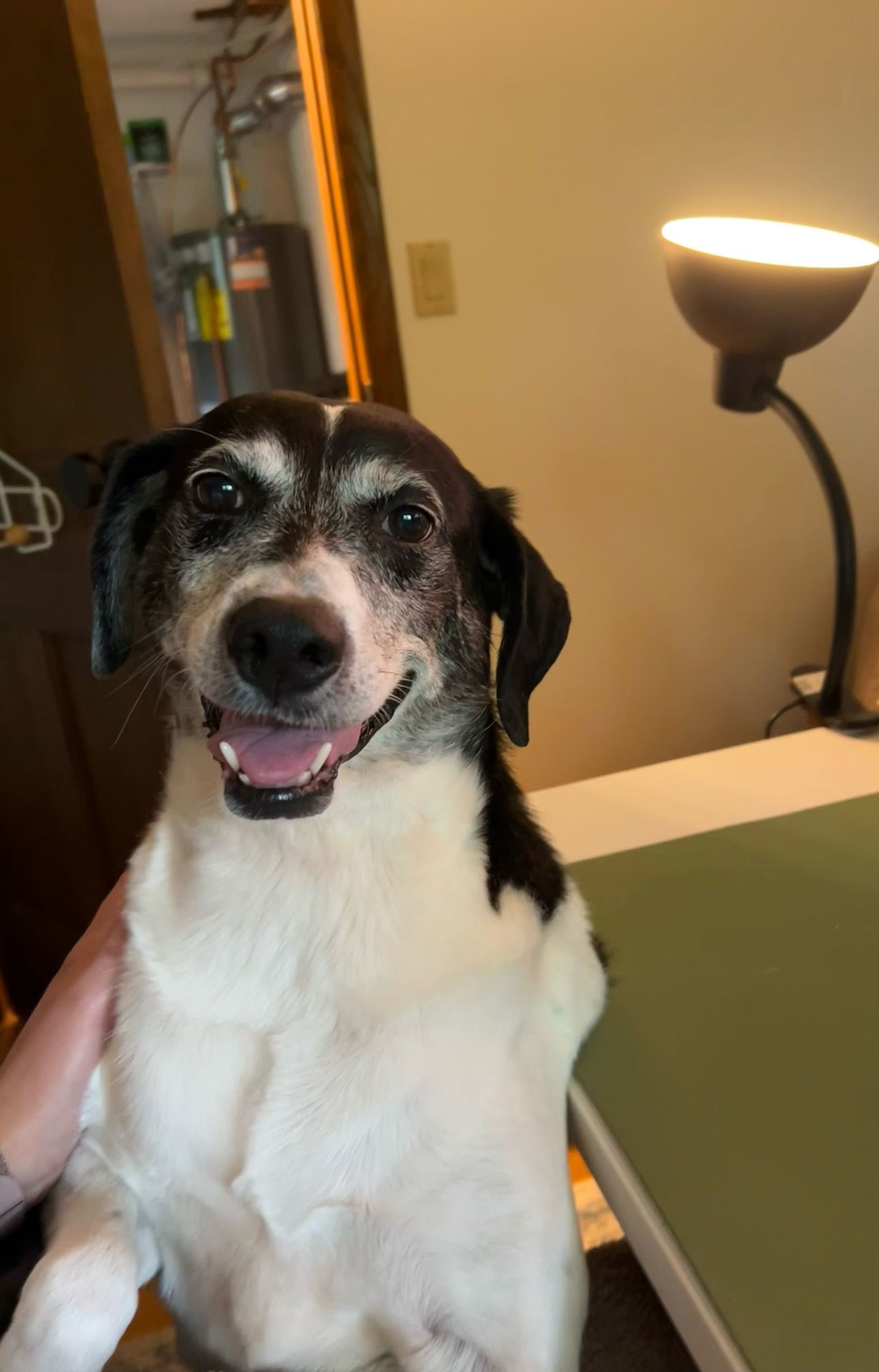 Sadie *I need a 6 foot fence or invisible fence*, an adoptable English Pointer, Hound in Crystal, MN, 55428 | Photo Image 3