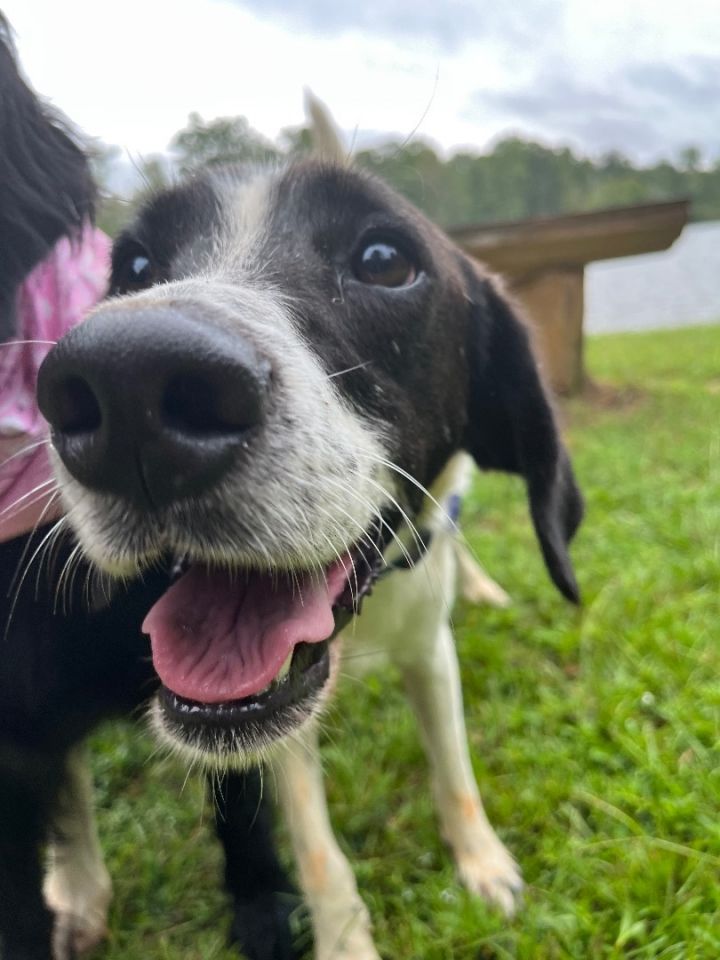 Border collie golden retriever 2024 mix