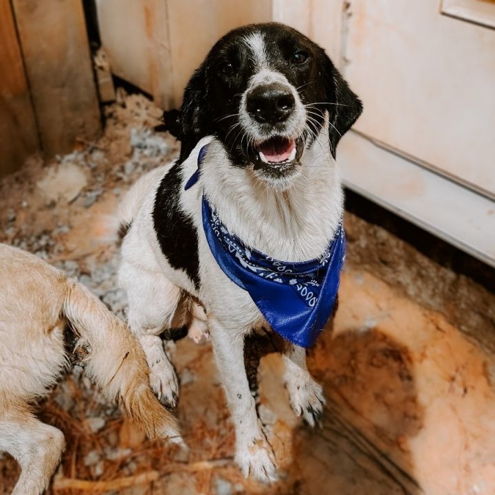 Border collie golden hot sale retriever mix black