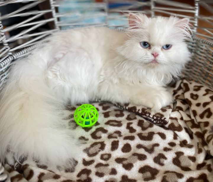 Erica, an adoptable Persian in Beverly Hills, CA_image-1