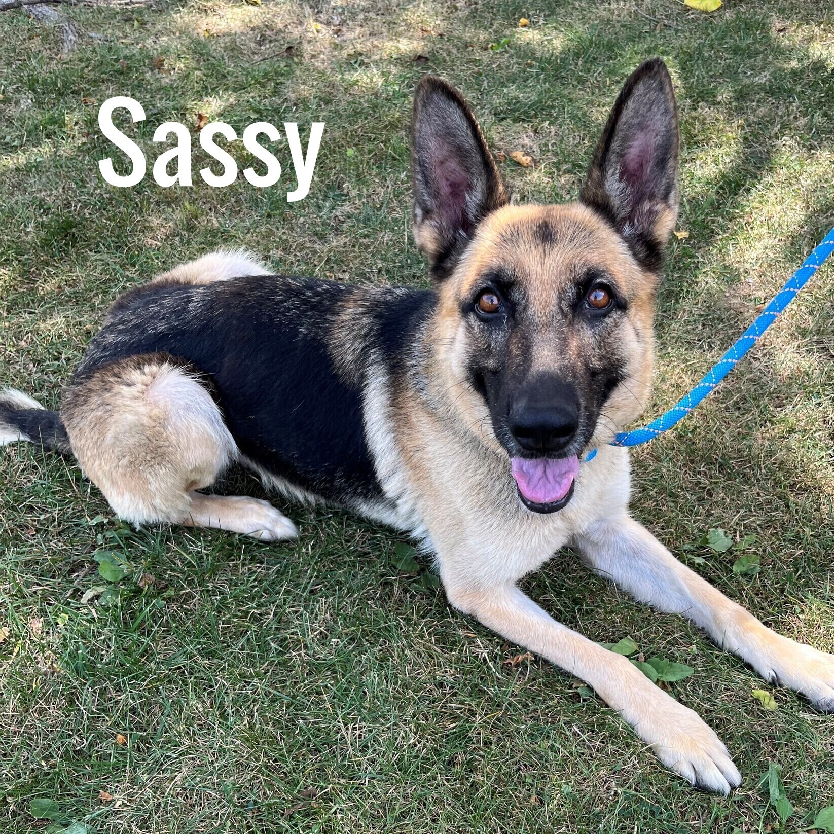 Dog for adoption - Sassy, a German Shepherd Dog in Pleasantville, NJ ...