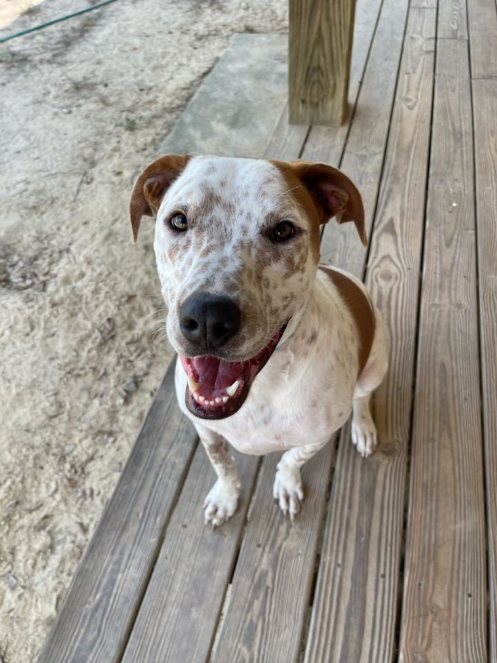 American staffordshire terrier australian cattle store dog mix