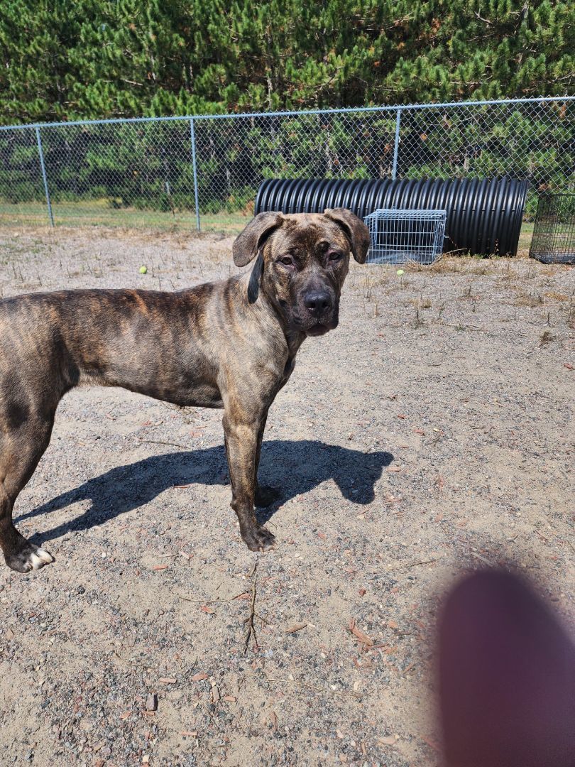 Tick, an adoptable Mixed Breed, Mastiff in Wisconsin Rapids, WI, 54494 | Photo Image 2