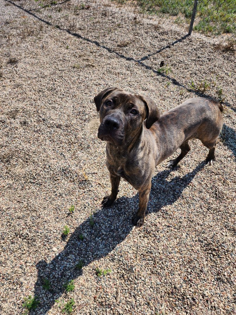 Tick, an adoptable Mixed Breed, Mastiff in Wisconsin Rapids, WI, 54494 | Photo Image 3