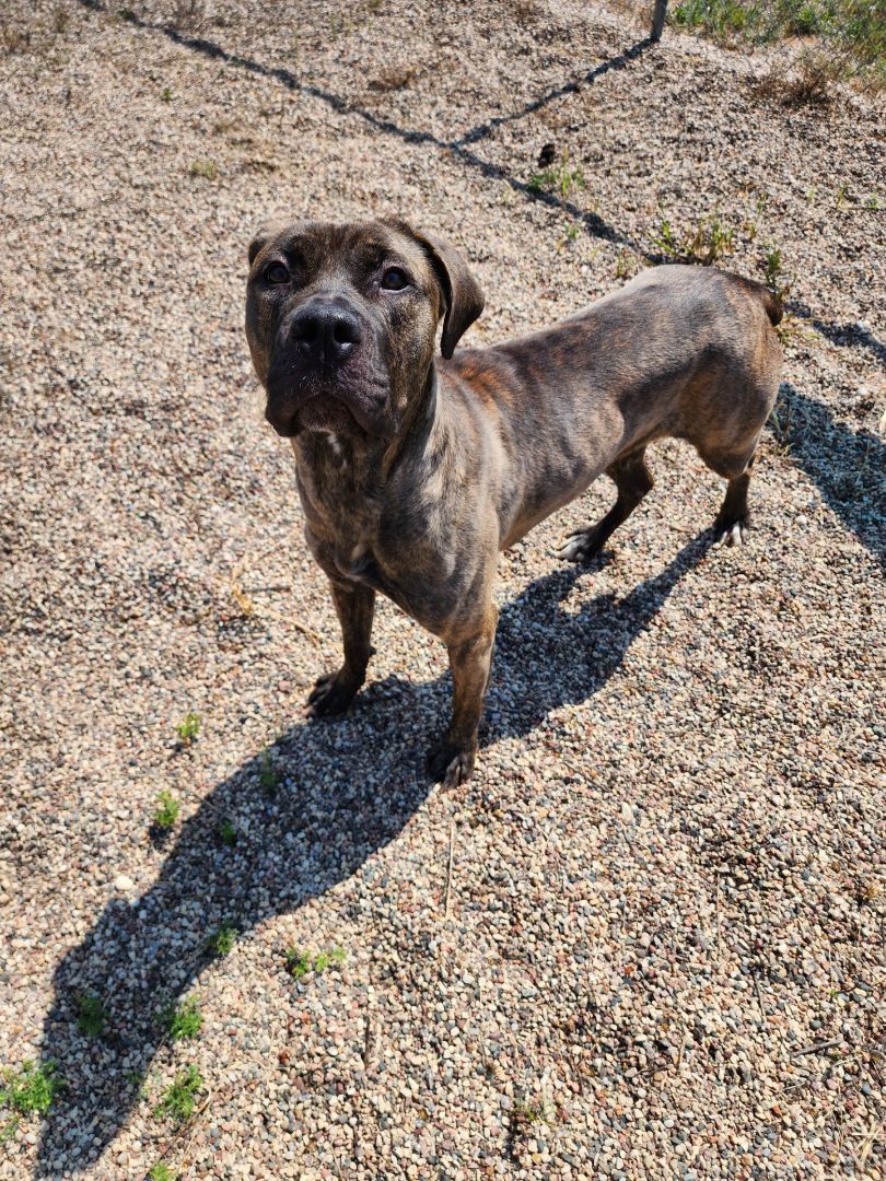 Tick, an adoptable Mixed Breed, Mastiff in Wisconsin Rapids, WI, 54494 | Photo Image 4