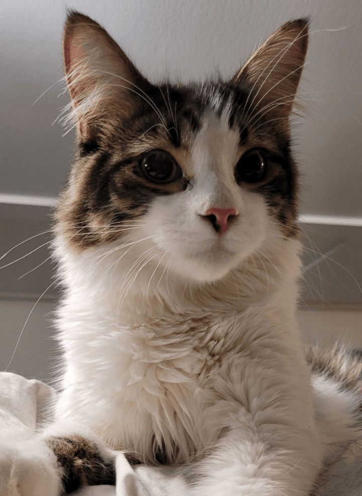 Taro (Bonded with Titus) 2