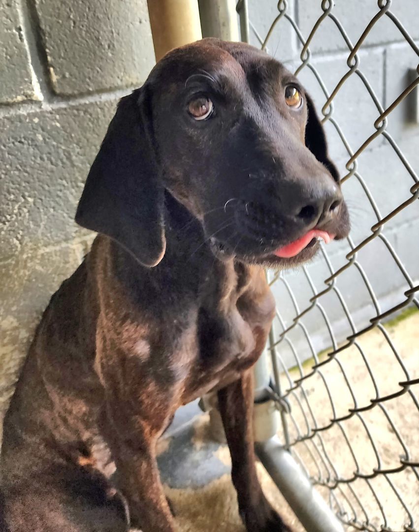 Dog for adoption Harper, a Plott Hound in Greeneville, TN Petfinder