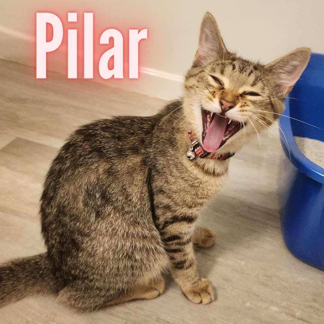 Pilar *I'd love to be adopted with Hugo*