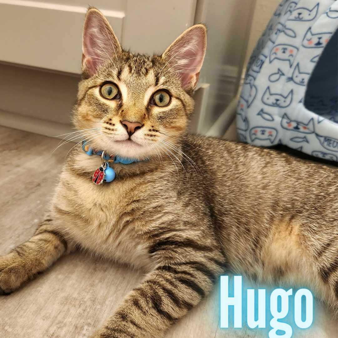 Hugo *I'd love to be adopted with Pilar* 