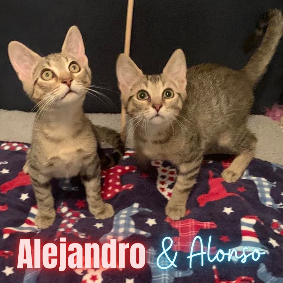 Alejandro & Alonso *Bonded Brother Pair*