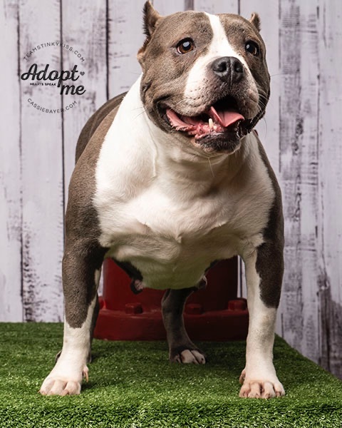 Gianna , an adopted Pit Bull Terrier Mix in Aiken, SC_image-1