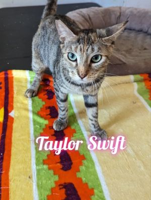 Taylor Swift Tabby Cat