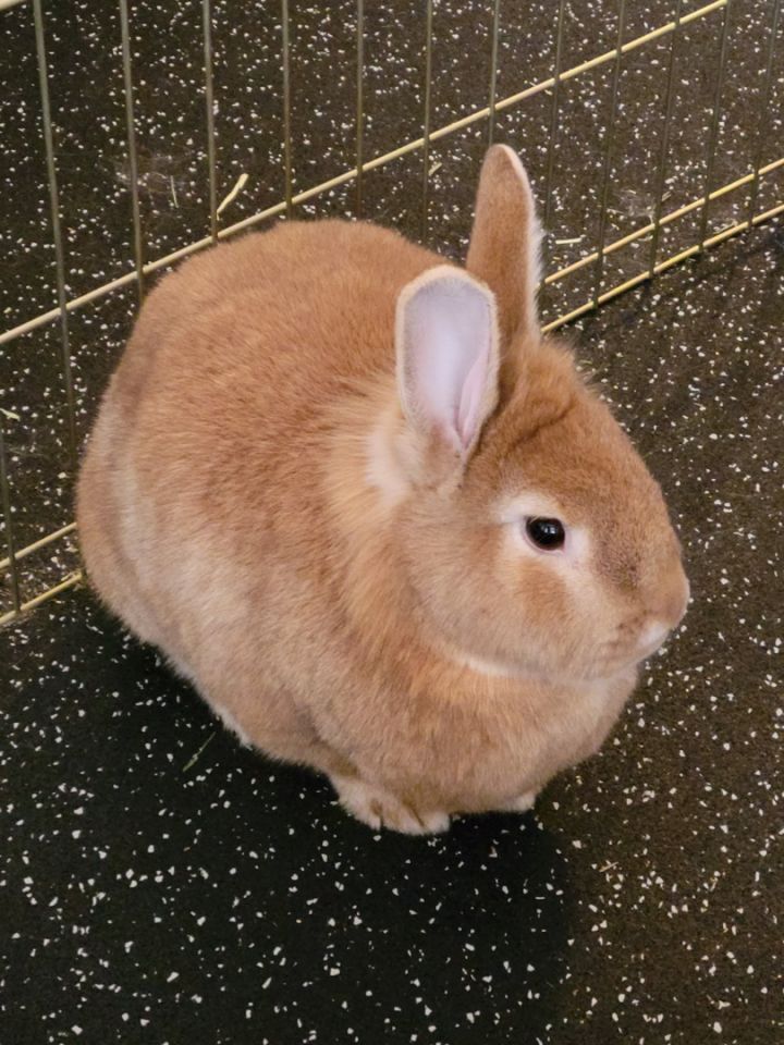 Peanut & Emma, an adoptable Bunny Rabbit in Edina, MN_image-1