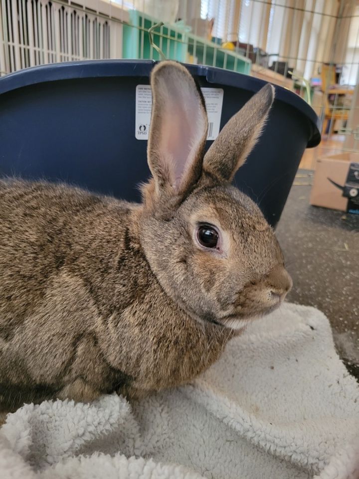 Peanut bunny on sale