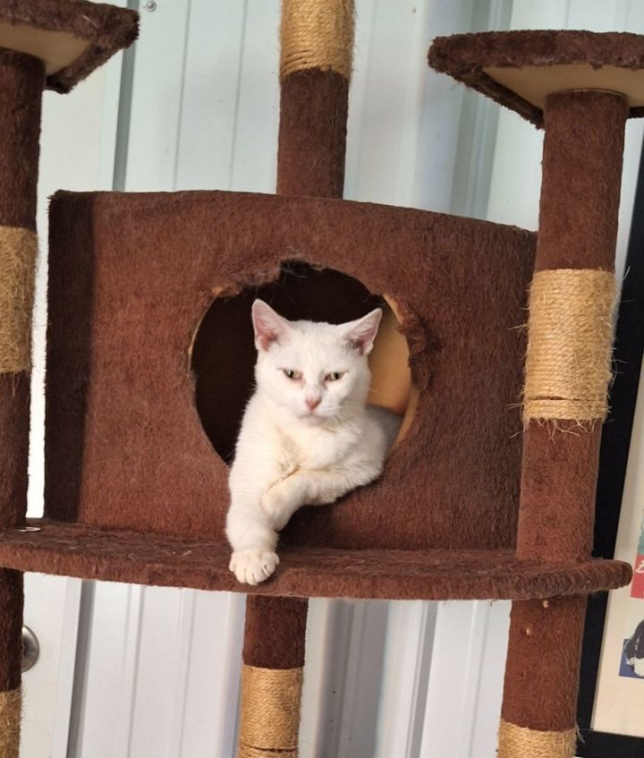 Diva - Barn ready, an adopted Domestic Short Hair in Stanton, KY_image-1