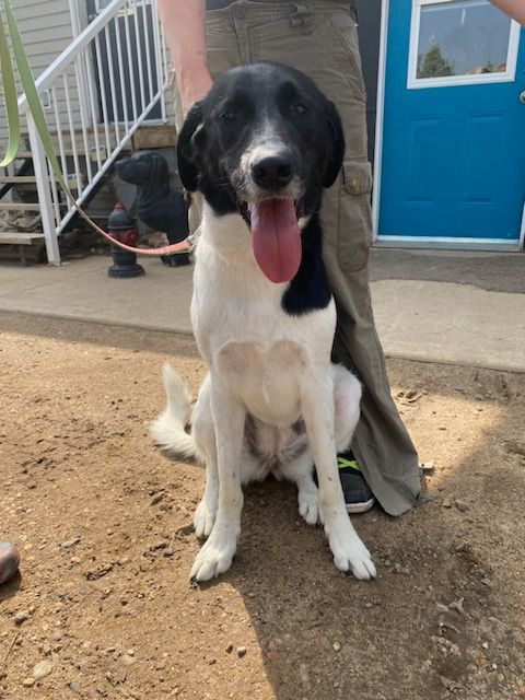 Great pyrenees hot sale pointer mix