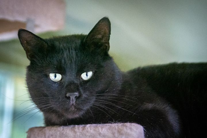 Toby, an adoptable Domestic Short Hair in Jacksonville, OR_image-1