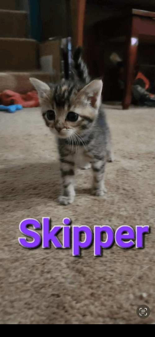 Skipper