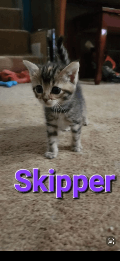 Skipper, an adopted Domestic Short Hair & Tabby Mix in Omaha, NE_image-1