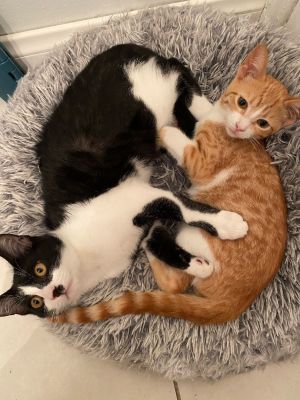 Toast & Weasley (bonded brothers) Domestic Short Hair Cat