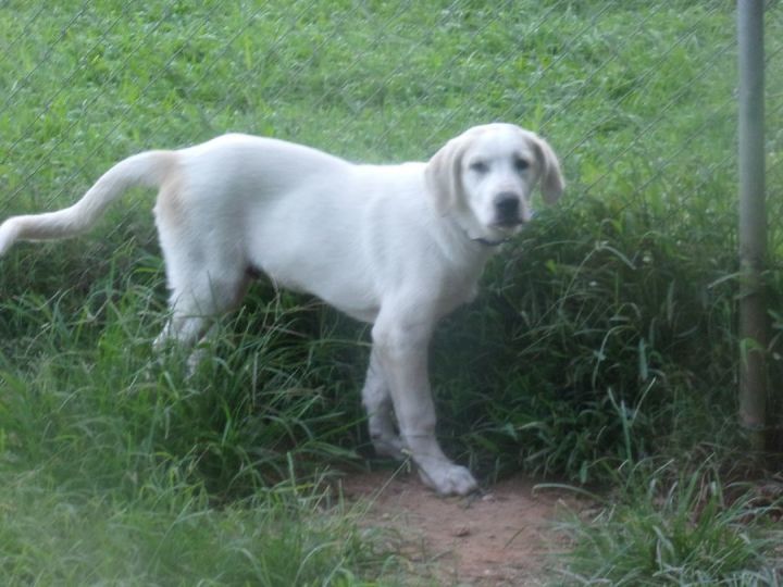 Butterbean, an adopted Labrador Retriever & Great Pyrenees Mix in Monroe, NC_image-1