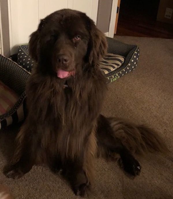 Dog for adoption Daisy, a Newfoundland Dog in Aurora, CO Petfinder