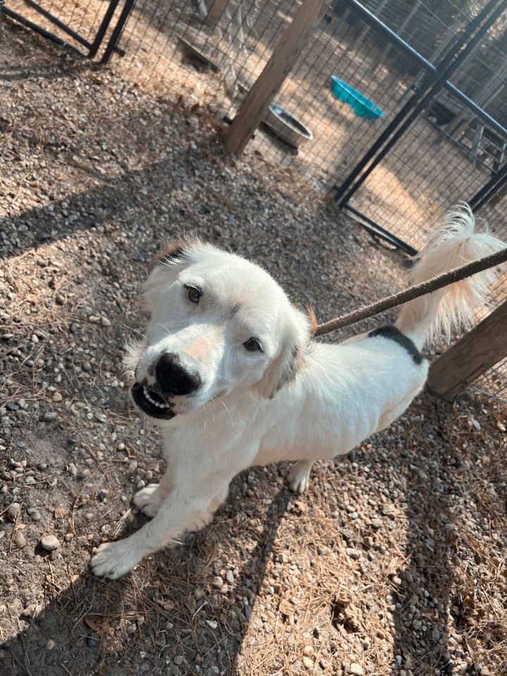 Shelter Dog Named 'Jake From State Farm' Gets Adopted