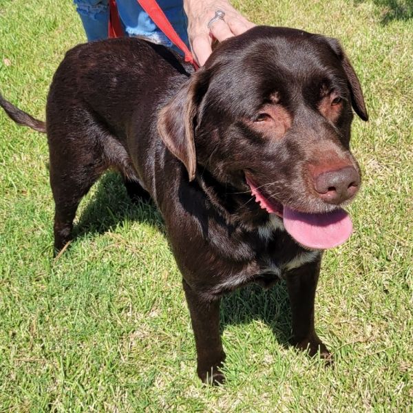 Drax - fostered in Mass